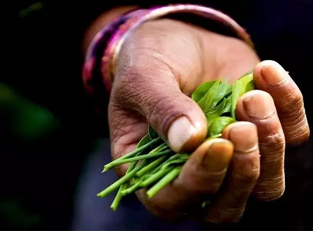 不如存茶——光芒普洱茶AG真人游戏平台存钱(图2)