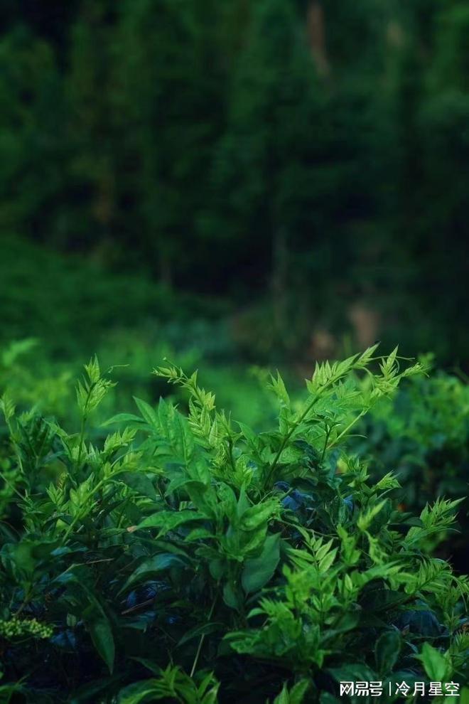 钱一斤张家界莓茶市场价是多少AG真人平台张家界的莓茶多少